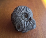 Virgatites virgatus ундоровский