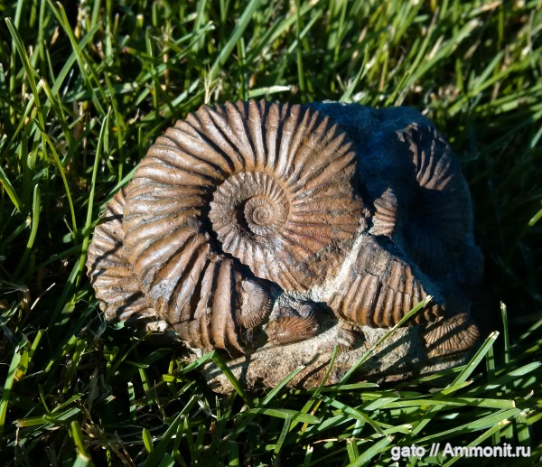 Taimyrosphinctes, зона Epivirgatites nikitini, Dorsoplanitidae