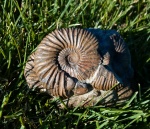 Набор Taimyrosphinctes