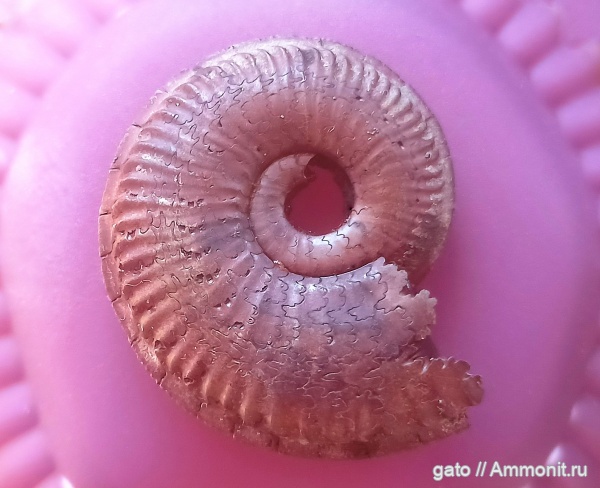 Amoeboceras, Cardioceratidae, Amoeboceras koldeweyense, зона Amoeboceras serratum