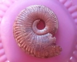 Кирпичный Amoeboceras koldeweyense