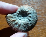Рельефный Aulacostephanus undorae
