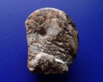 "Редкий" кимериджский аммонит Neochetoceras subnudatum