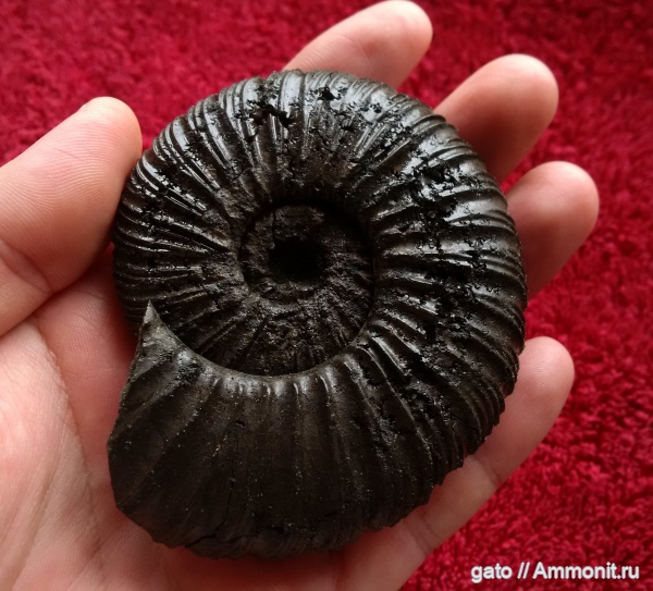 Virgatites, Virgatites virgatus, зона Virgatites virgatus, Virgatitidae