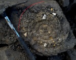 Щуровский Perisphinctes martelli