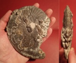 Редкий кимериджский аммонит Suboxydiscites taimyrensis