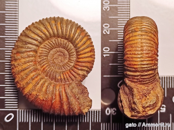 Crussoliceras, crussoliceras lacertosum, Биогоризонт lacertosum