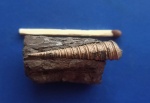 Крупный Clathrobaculus fahrenkohli в глине