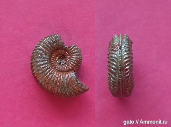 Cardioceratidae, Amoebites, Биогоризонт lacertosum