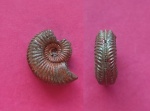 Кимериджский Amoeboceras (Amoebites)