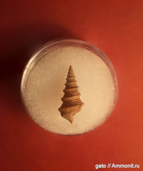 Dicroloma, Bicorempterus, Mathildidae, Bathraspira, Bathraspira aspera, зона tenuiserratum