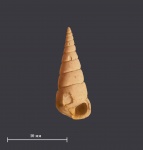Companella (Proacirsa) struvii