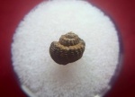 Purpurina (Globipurpurina) plicata