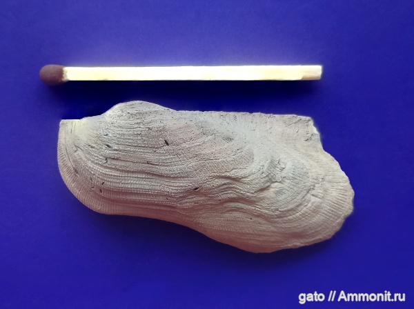 Cosmetodon, Grammatodon, Grammatodon rouillieri, Grammatodon keyserlingii, зона tenuiserratum
