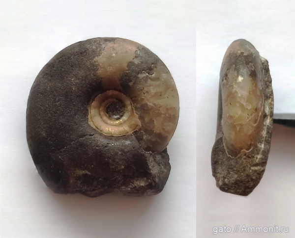 Craspedites, Craspedites okensis, зона Kachpurites fulgens, Craspeditidae