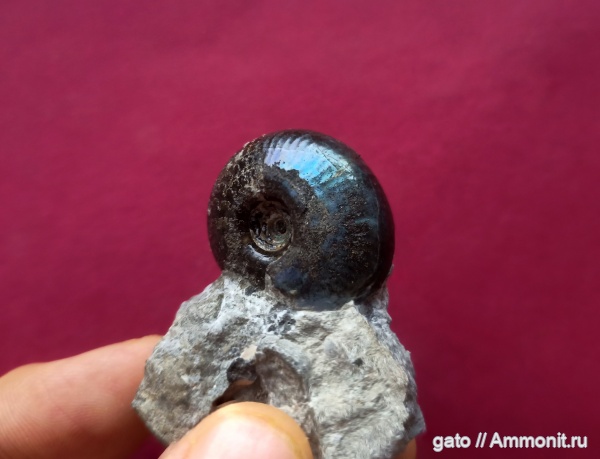 Craspedites, Craspedites kaschpuricus, Craspeditidae, зона Craspedites nodiger