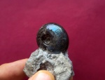 Синий Craspedites kaschpuricus