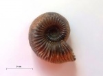 Маленький Amoebites или Plasmatites?