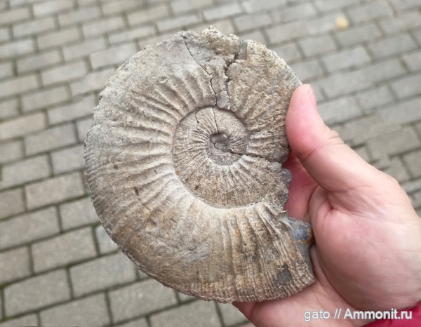 Virgatites, Virgatites virgatus, Virgatites gerassimovi, зона Virgatites virgatus, Virgatitidae