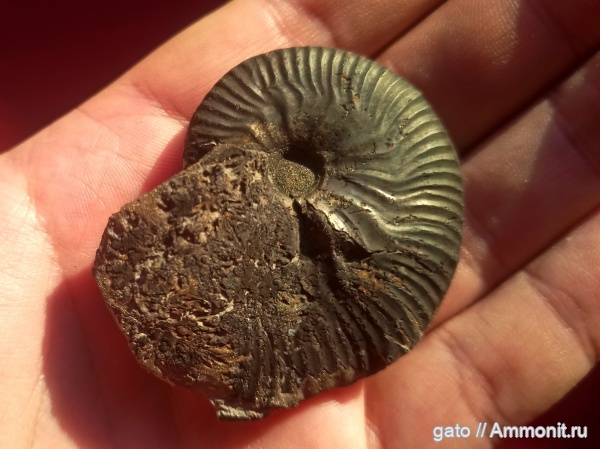 Taramelliceras, Oppeliidae, Metahaploceras wegelei, metahaploceras, Биогоризонт lacertosum