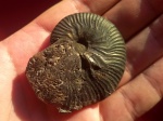Редкий аммонит Taramelliceras (Metahaploceras)