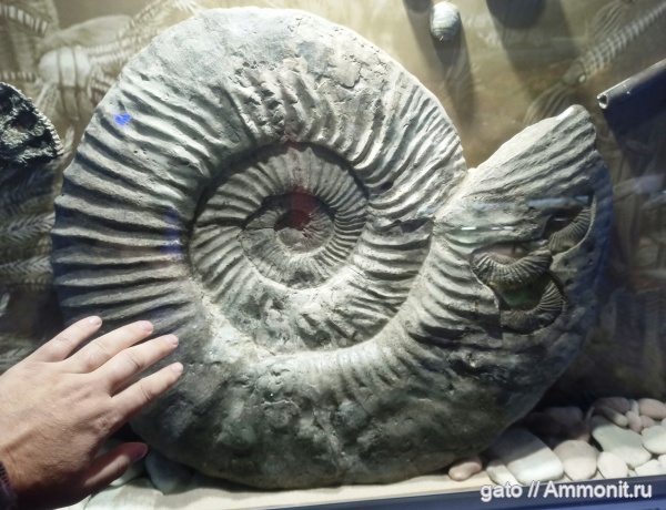 мегаконхи, Epivirgatites, Lomonossovella, Taimyrosphinctes, Epivirgatites bipliciformis, зона Epivirgatites nikitini, Dorsoplanitidae