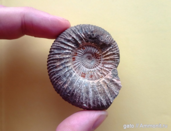 Epivirgatites, Epivirgatites nikitini, зона Epivirgatites nikitini, Dorsoplanitidae