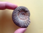 Сызранский Epivirgatites nikitini