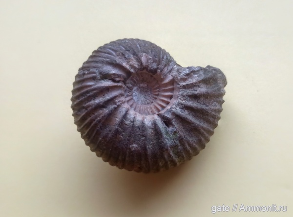 Epivirgatites, Epivirgatites lahuseni, зона Epivirgatites nikitini, Dorsoplanitidae