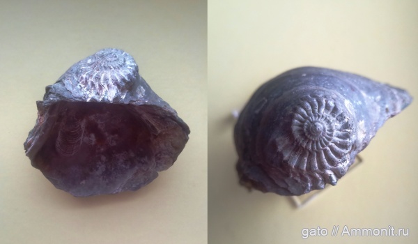 Gryphaea, Gryphaea dilatata, ксеноморфизм
