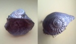 Ксеноморфная грифея, Сызрань