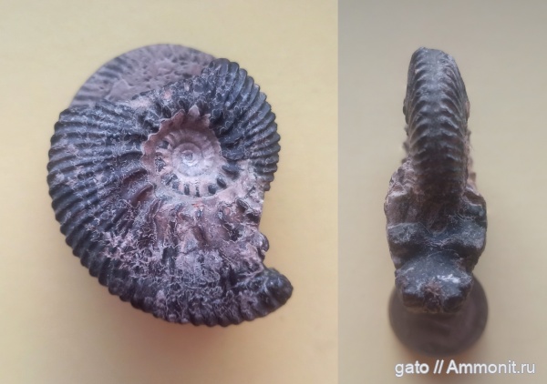 Aulacostephanus, Aulacostephanus volgensis, Aulacostephanidae, зона Aulacostephanus autissiodorensis
