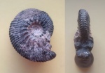 Хороший Aulacostephanus volgensis