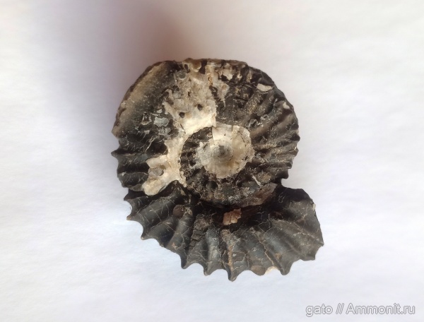 Aulacostephanus eudoxus, Aulacostephanus, Aulacostephanidae