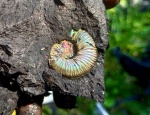 Plasmatites crenulatus?