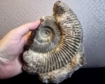 Кинешемский Subdiscosphinctes/Perisphinctes