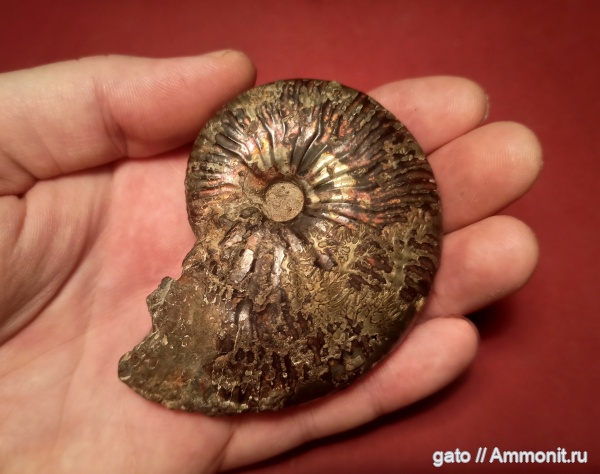 Taramelliceras, Oppeliidae, зона Aulacostephanus mutabilis