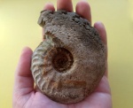 Cardioceras kostromense
