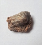 Enteletes brachiopod(предположительно)