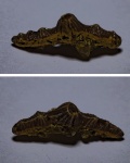 Polyacrodus