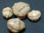 находки Pliomera fischeri