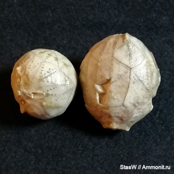 Hemicosmites