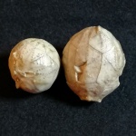 Иглокожие Hemicosmites