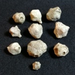 Иглокожие Echinoencrinites