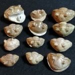 Asaphus