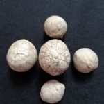 Hemicosmites