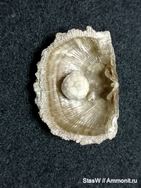 Protocrinites