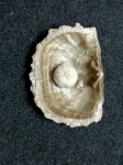 Protocrinites