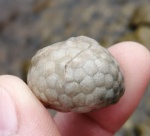 Protocrinites