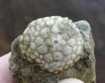 Protocrinites